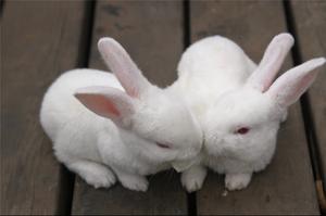 6、小兔子也是中秋家宴现场不可缺少的“角色”，我们暂时把他们起名：“蟾宫兔”。希望这些可爱的小兔子能给玩家们带来一些中秋愉悦。