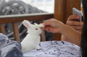 11、此时一只兔子领悟了一个“白菜”技能，传说此技能可以使对面的玩家开怀大笑，抗性减弱并失去视觉抵抗。